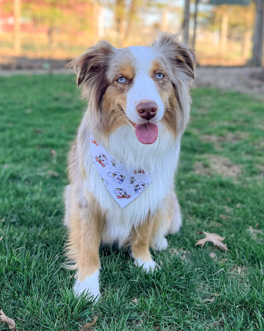 Dog wearing a bandana on a grassy field
