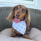 Dachshund wearing a bandana sitting on a cushioned chair.