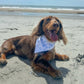Dog with a bandana on a sandy beach with ocean in the background