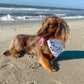 Dog on a beach with ocean waves in the background
