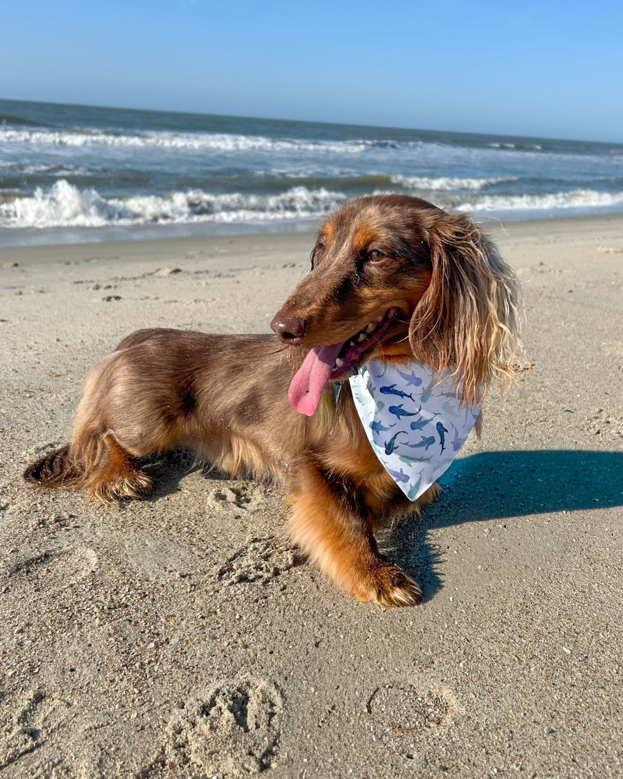 Dog on a beach with ocean waves in the background