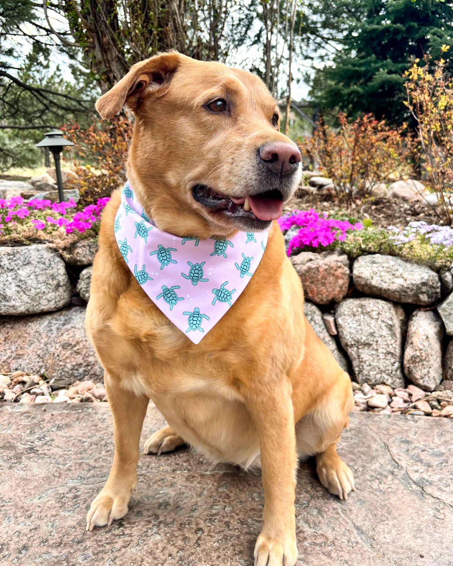 Dog wearing a bandana with a garden background
