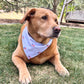 Dog wearing a bandana sitting on grass with trees and a swing set in the background