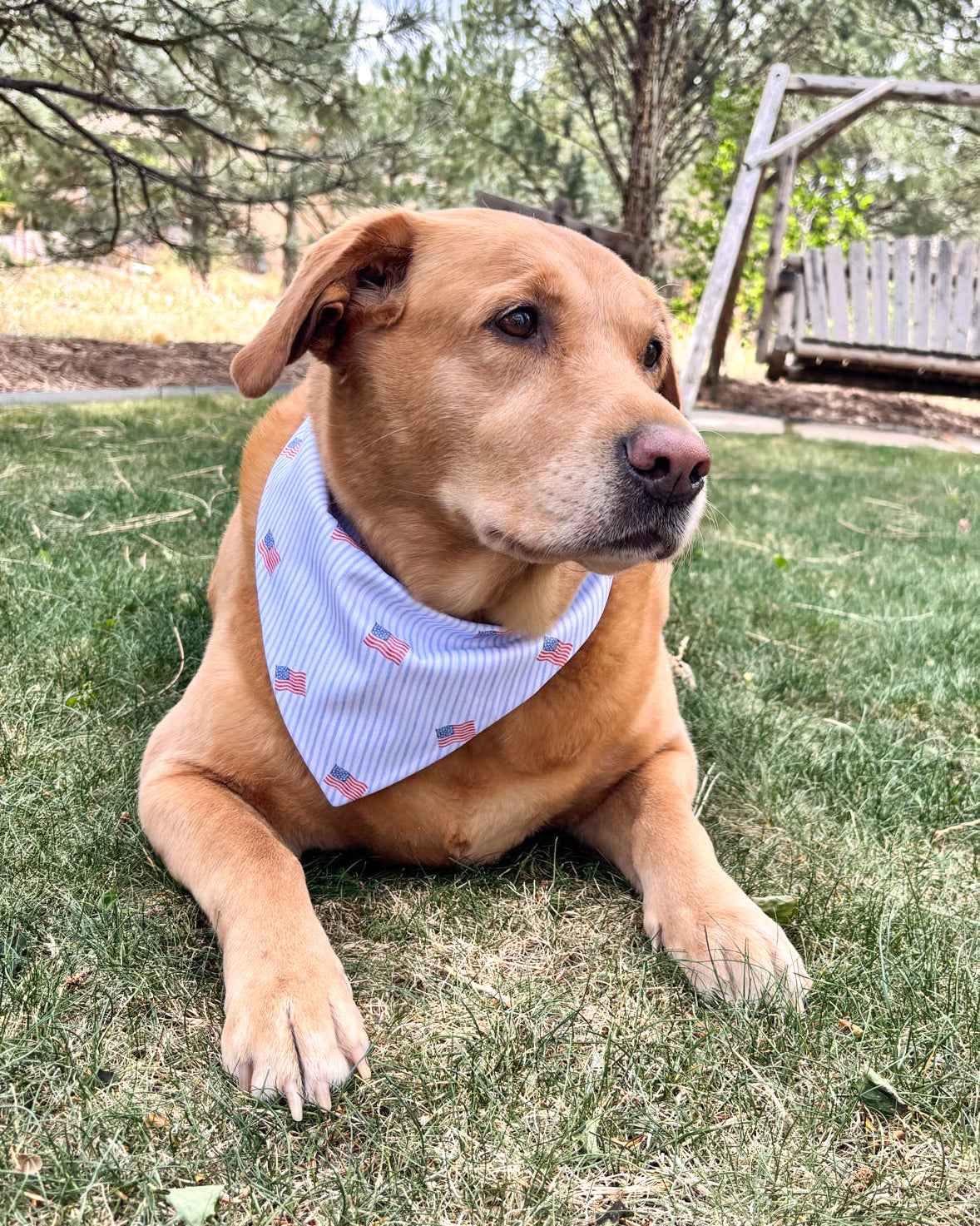 Dog wearing a bandana sitting on grass with trees and a swing set in the background
