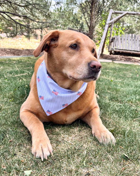 Dog wearing a bandana sitting on grass with trees and a swing set in the background
