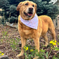 Dog wearing a bandana standing outdoors with greenery and yellow flowers in the background