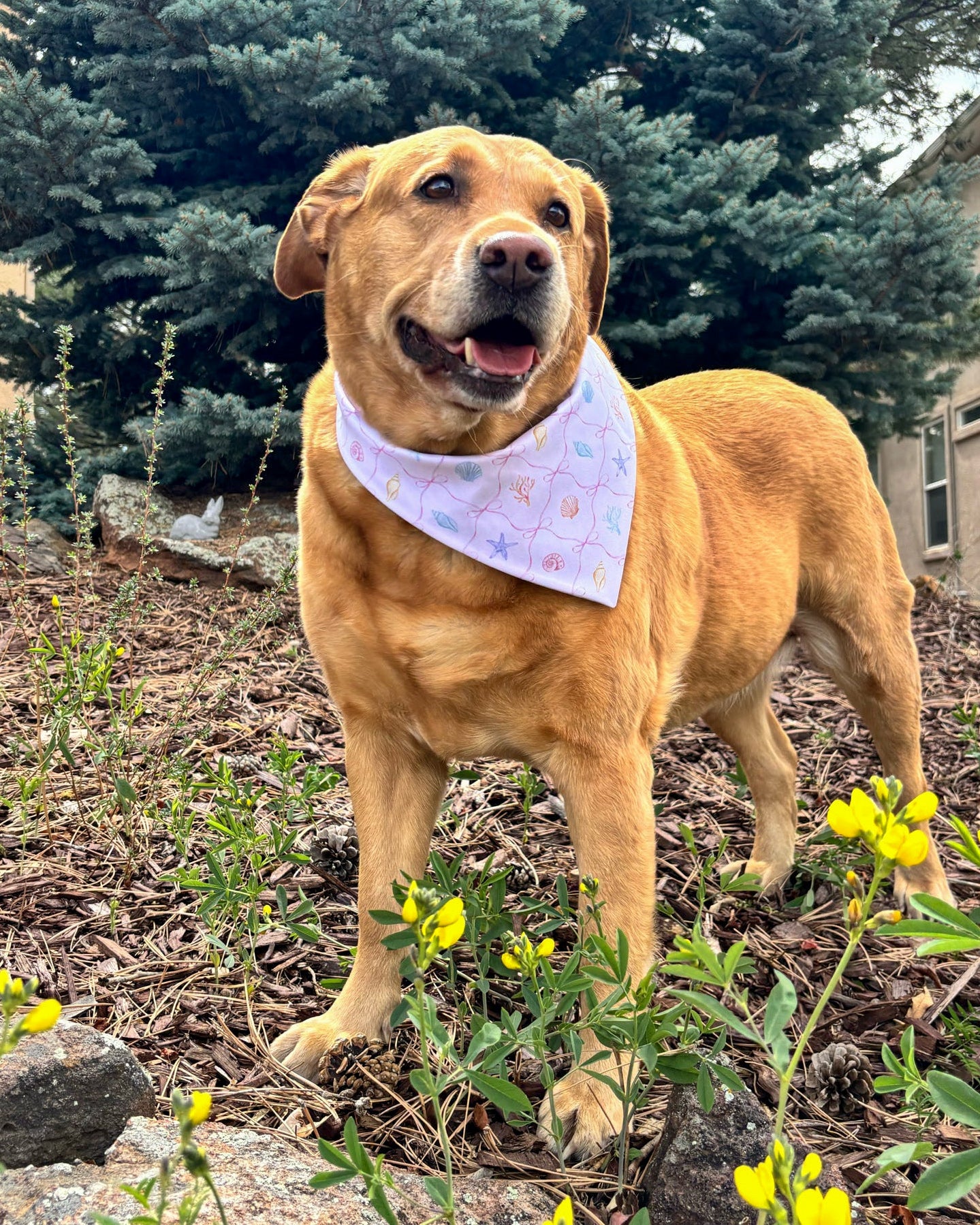 Dog wearing a bandana standing outdoors with greenery and yellow flowers in the background