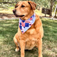 Dog wearing a checkered bandana sitting on grass with trees in the background
