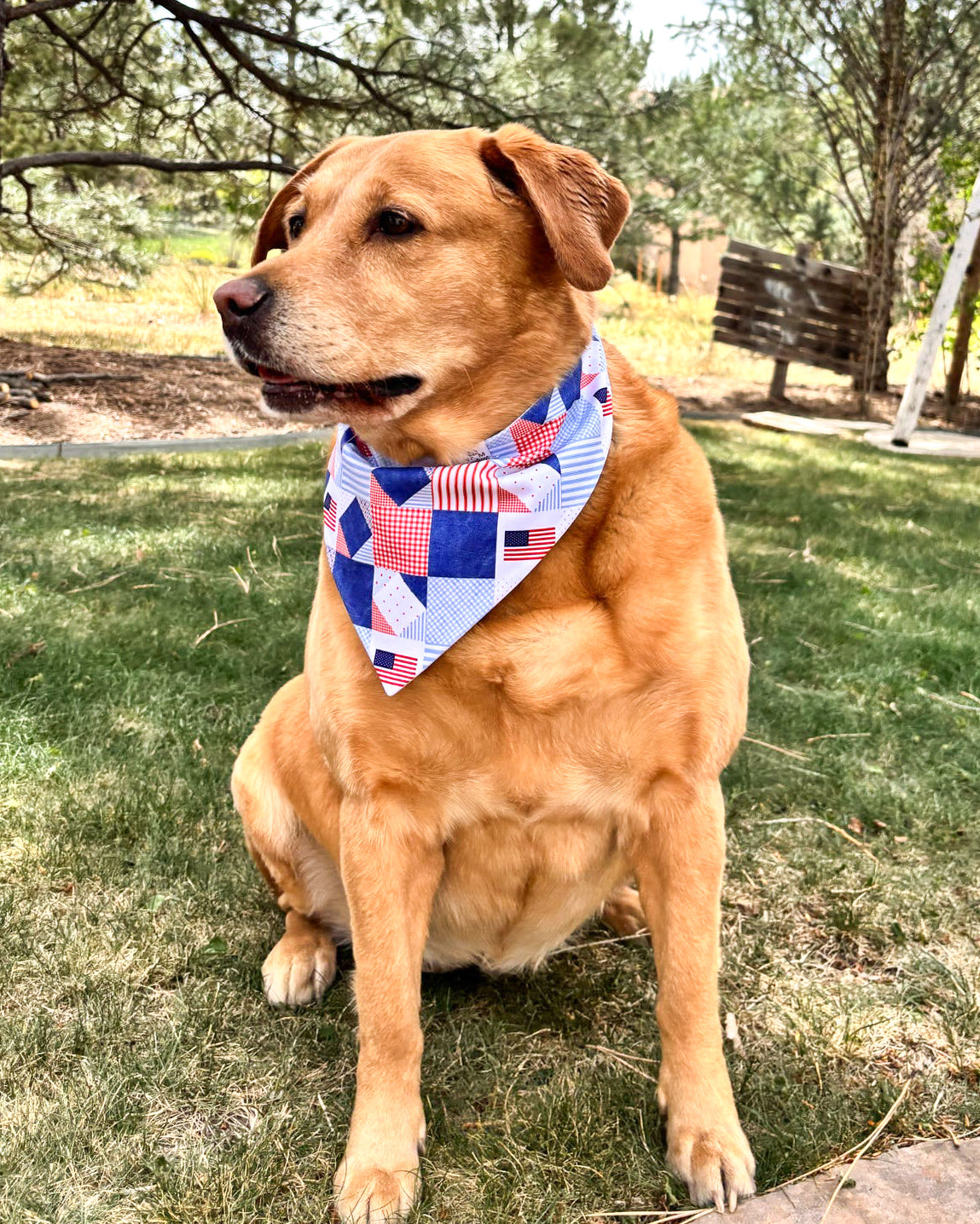 Dog wearing a checkered bandana sitting on grass with trees in the background