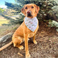 Dog wearing a bandana sitting outdoors with trees in the background