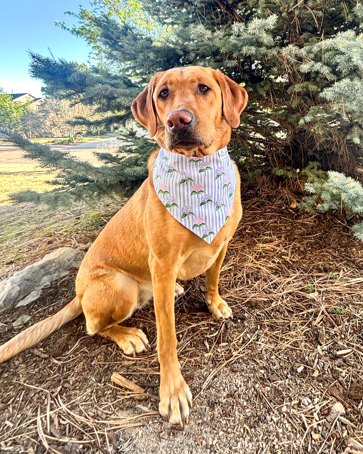 Dog wearing a bandana sitting outdoors with trees in the background