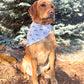Dog wearing a bandana sitting outdoors with trees in the background