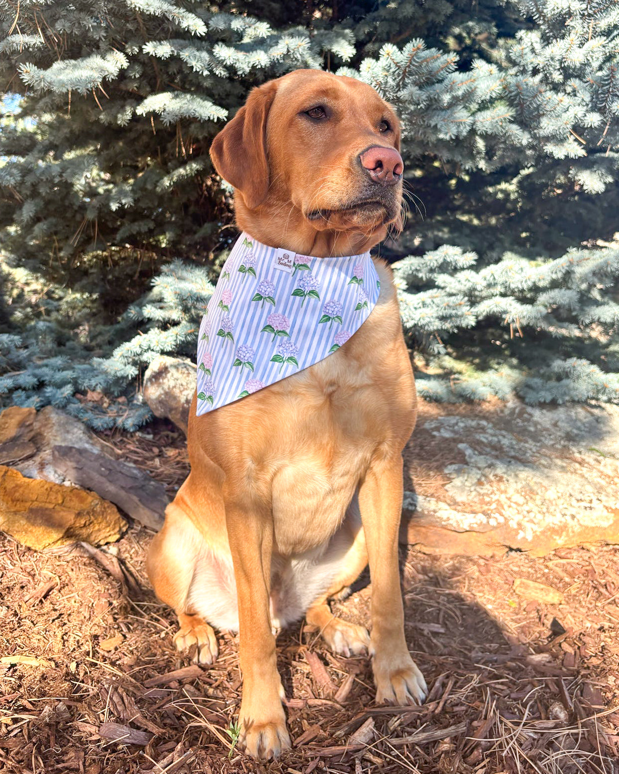 Dog wearing a bandana sitting outdoors with trees in the background