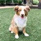 Dog with a bandana sitting on artificial grass in front of a brick building.