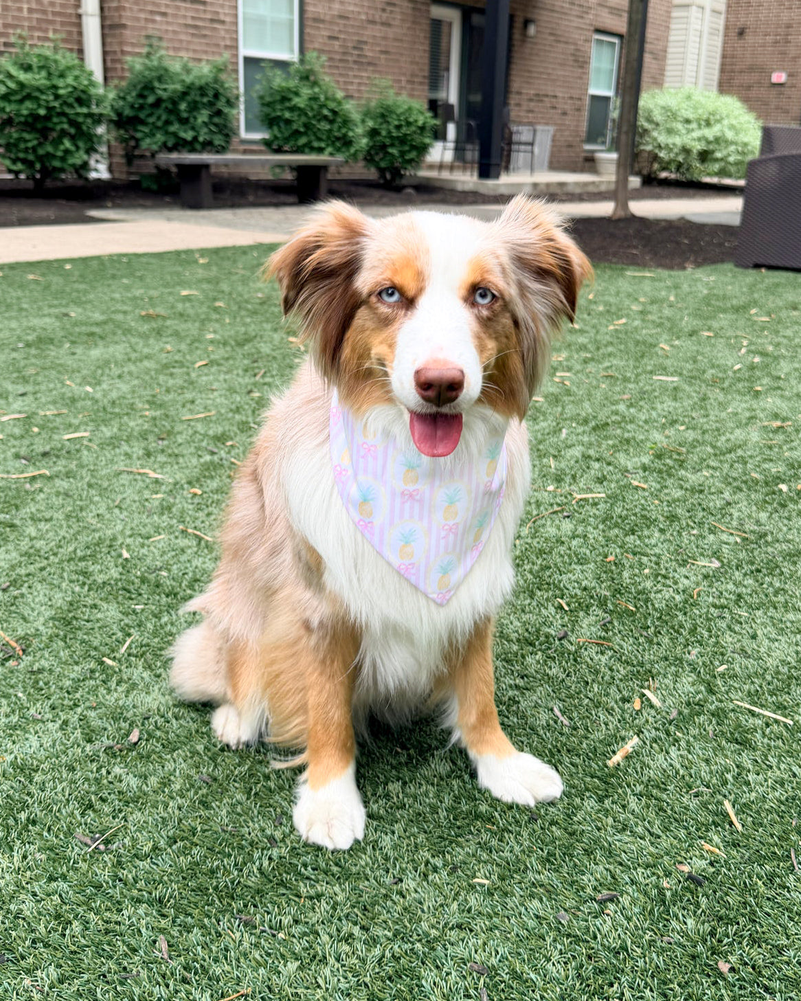 Dog with a bandana sitting on artificial grass in front of a brick building.