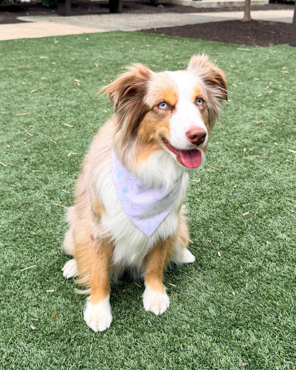 Dog sitting on a grassy area with a bandana around its neck