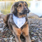 Dog wearing a bandana sitting on rocks by a body of water