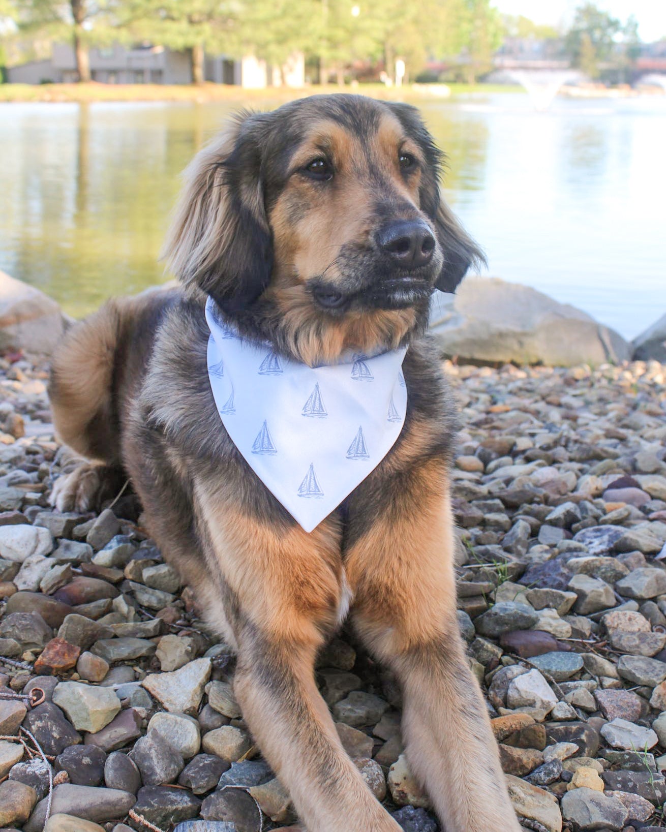 Dog wearing a bandana sitting on rocks by a body of water