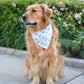 Golden retriever wearing a bandana with a garden background