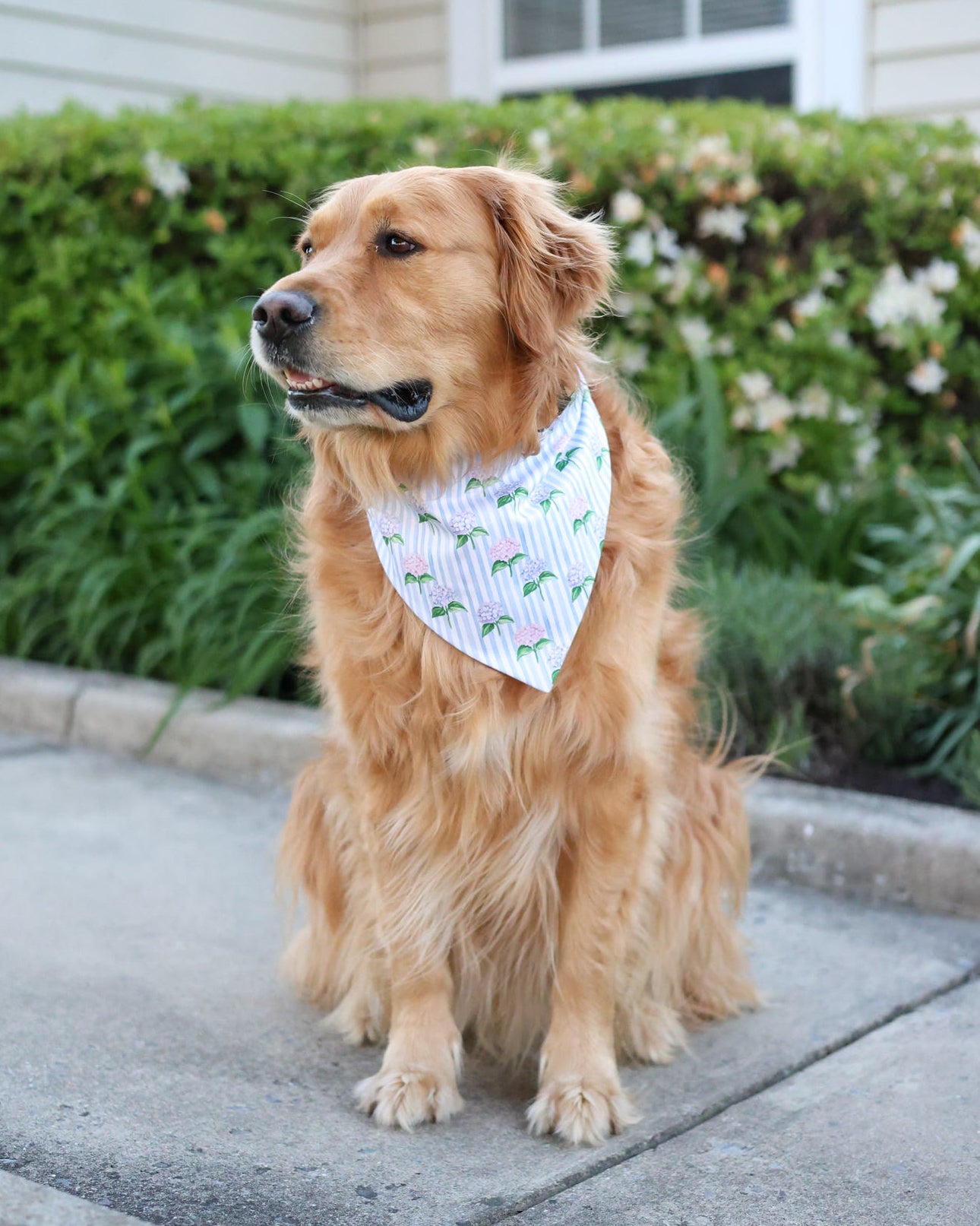 Golden retriever wearing a bandana with a garden background