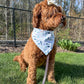 Coastal Carolina
