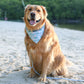 Hilton Head
