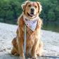 Harbor Club
