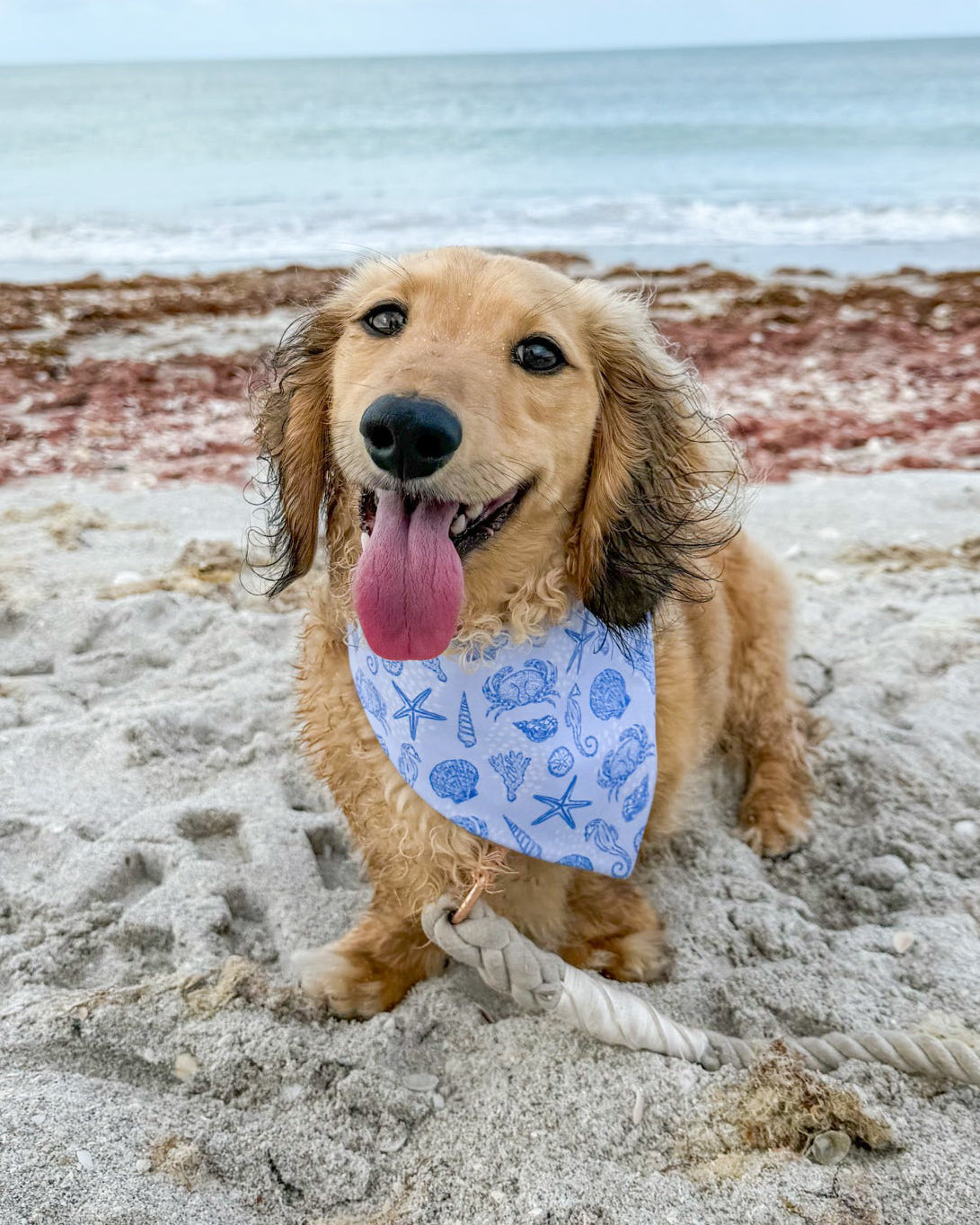 Isle of Palms- Blue