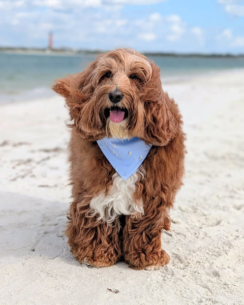 Sullivan’s Island