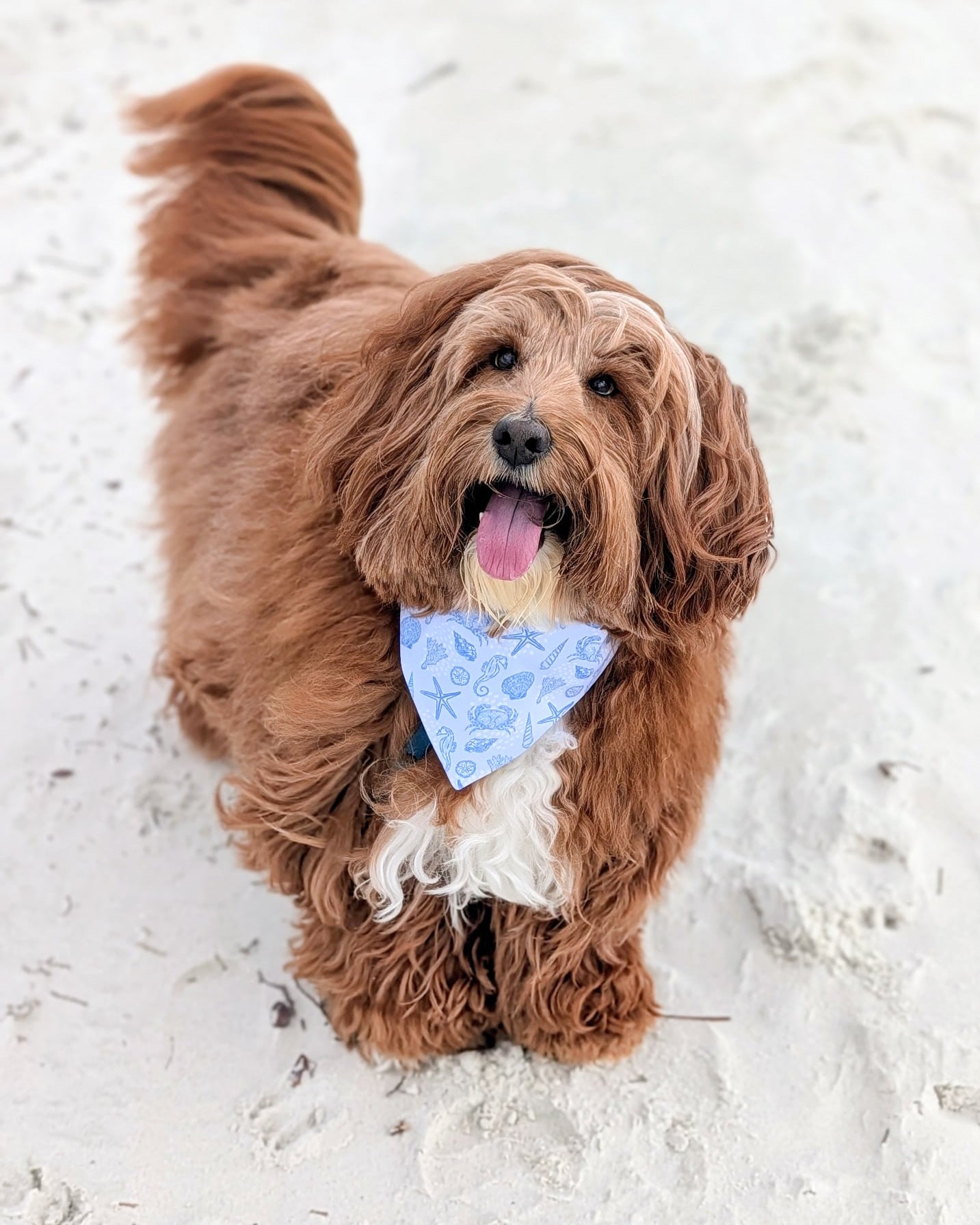 Isle of Palms- Blue