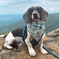Bark ranger- choose your colorway!
