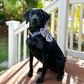 Everyday Essentials Collar Bows