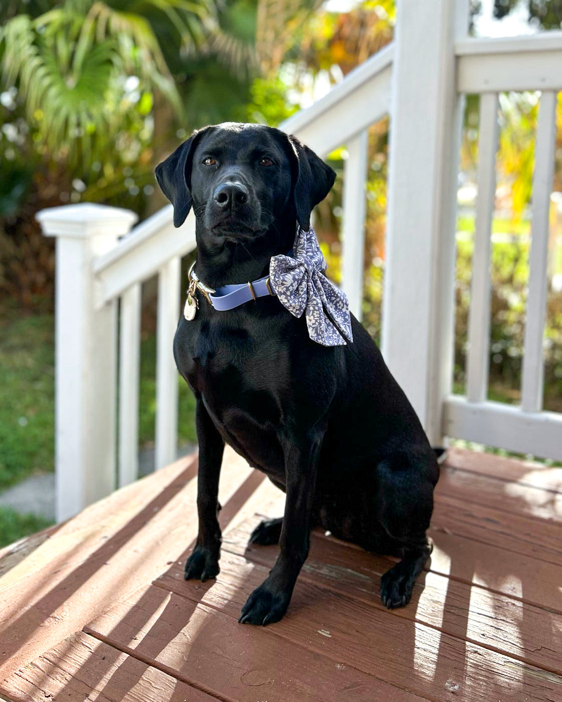 Everyday Essentials Collar Bows