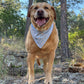 A golden retriever dog standing on a rocky forest path, wearing a light blue patterned bandana around its neck, with pine trees and greenery in the background.