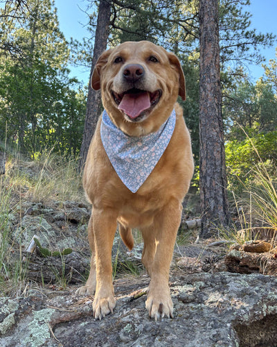 A golden retriever dog standing on a rocky forest path, wearing a light blue patterned bandana around its neck, with pine trees and greenery in the background.