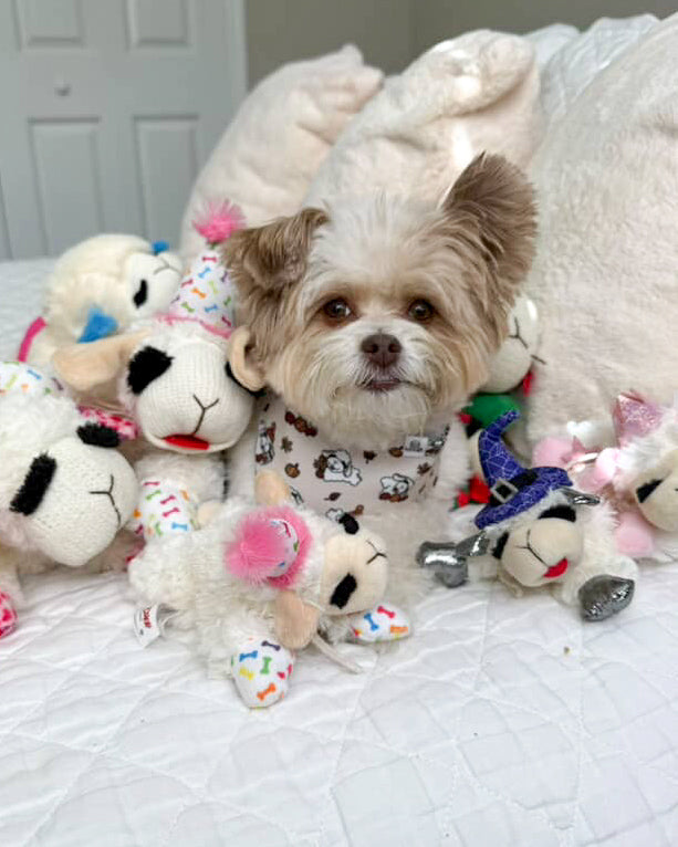 Falloween Lambie- MMB Exclusive