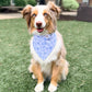 Dog wearing a blue bandana sitting on grass with a building in the background