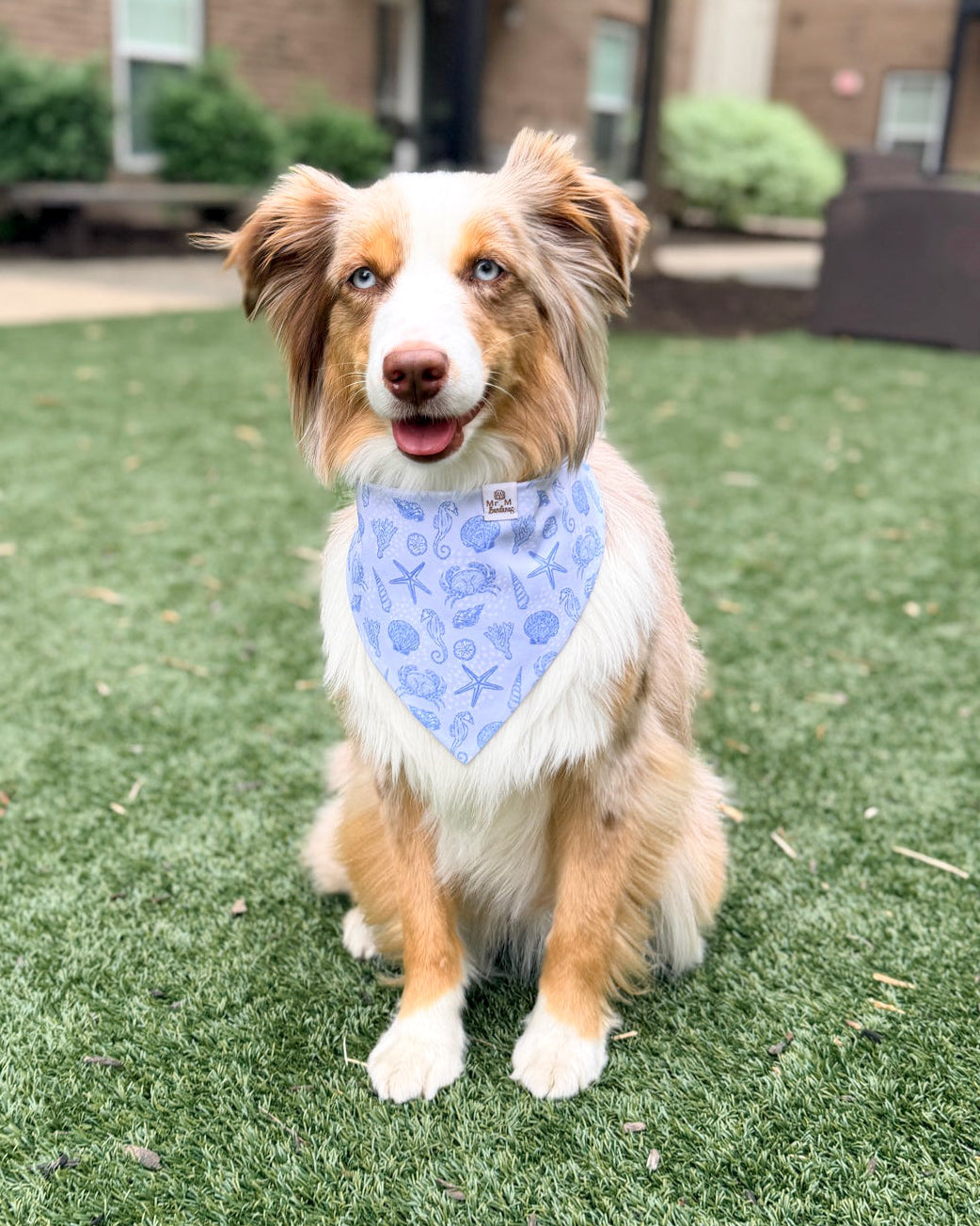 Dog wearing a blue bandana sitting on grass with a building in the background