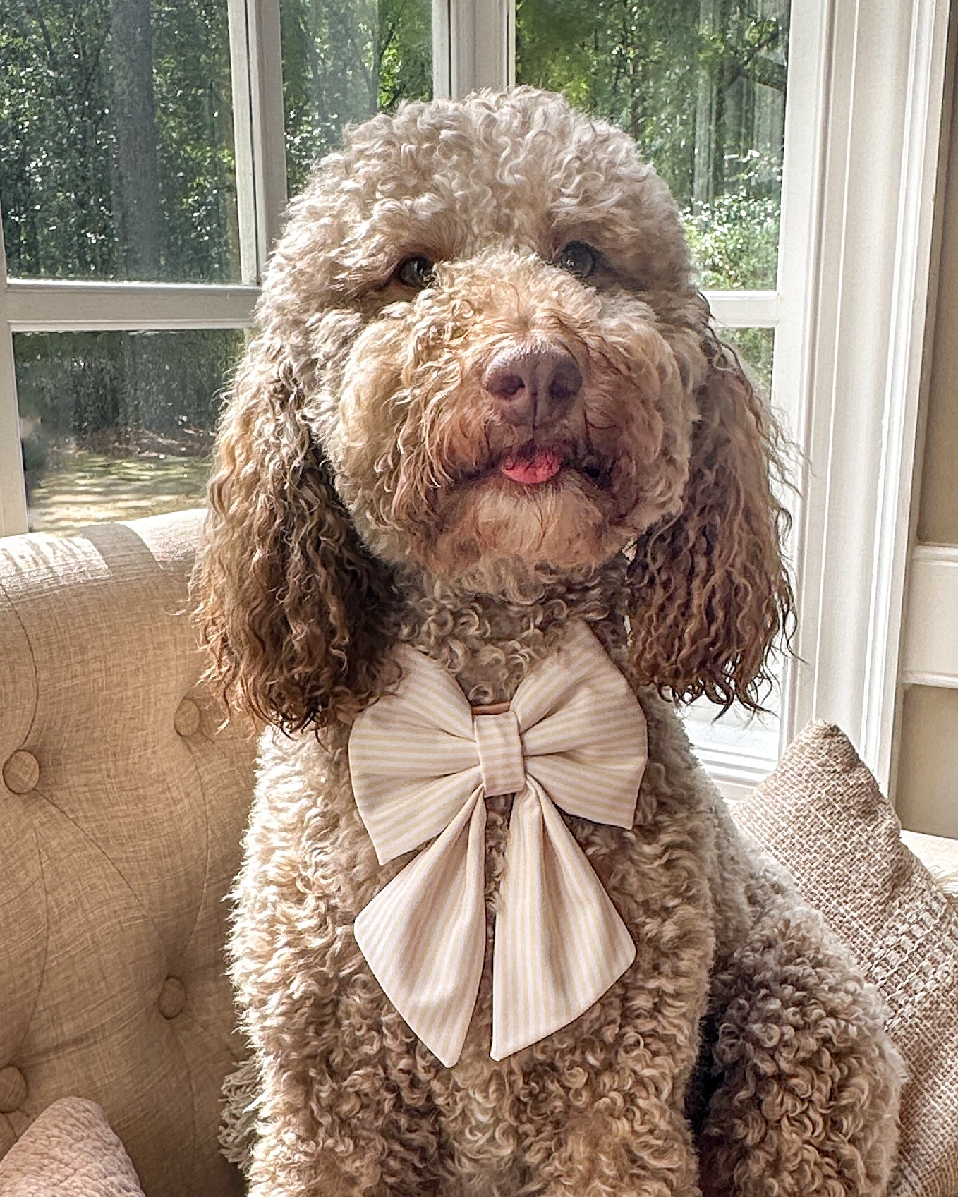 Summer Collar Bows