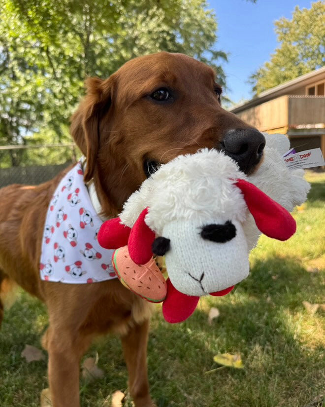 Lambie lover