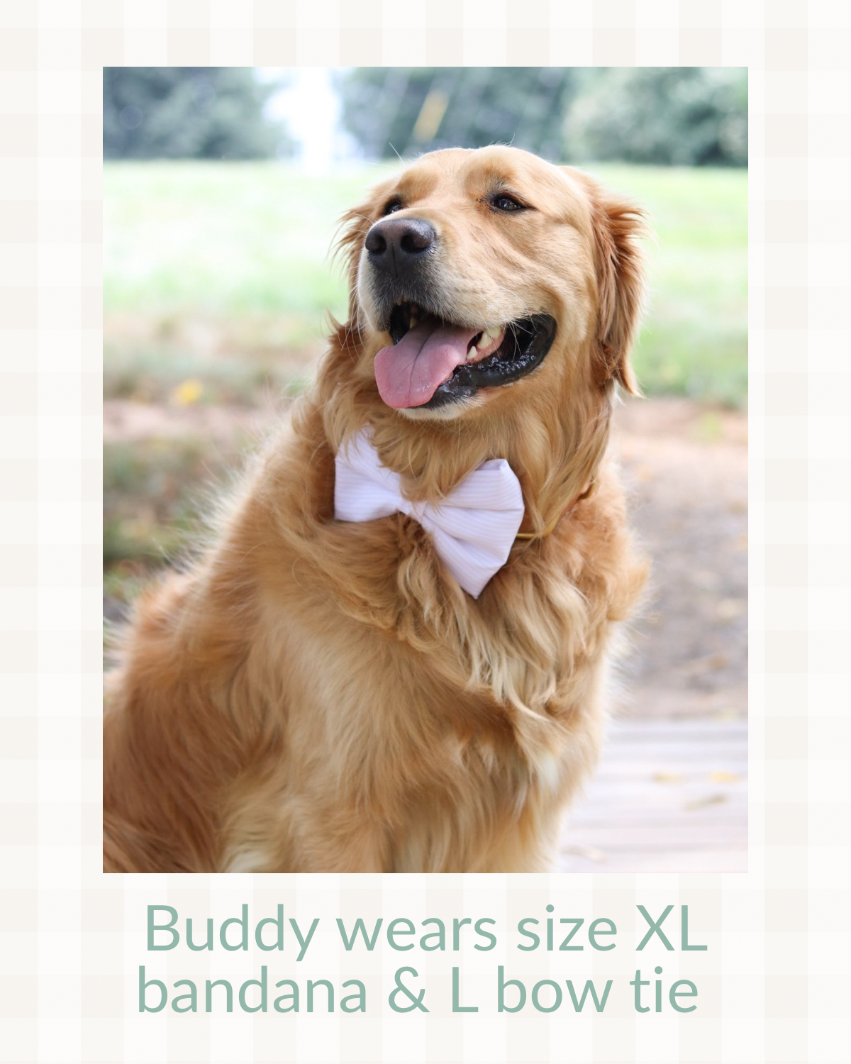 Summer Collar Bows