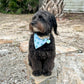 Black dog with a blue bandana sitting on a stone path outdoors.