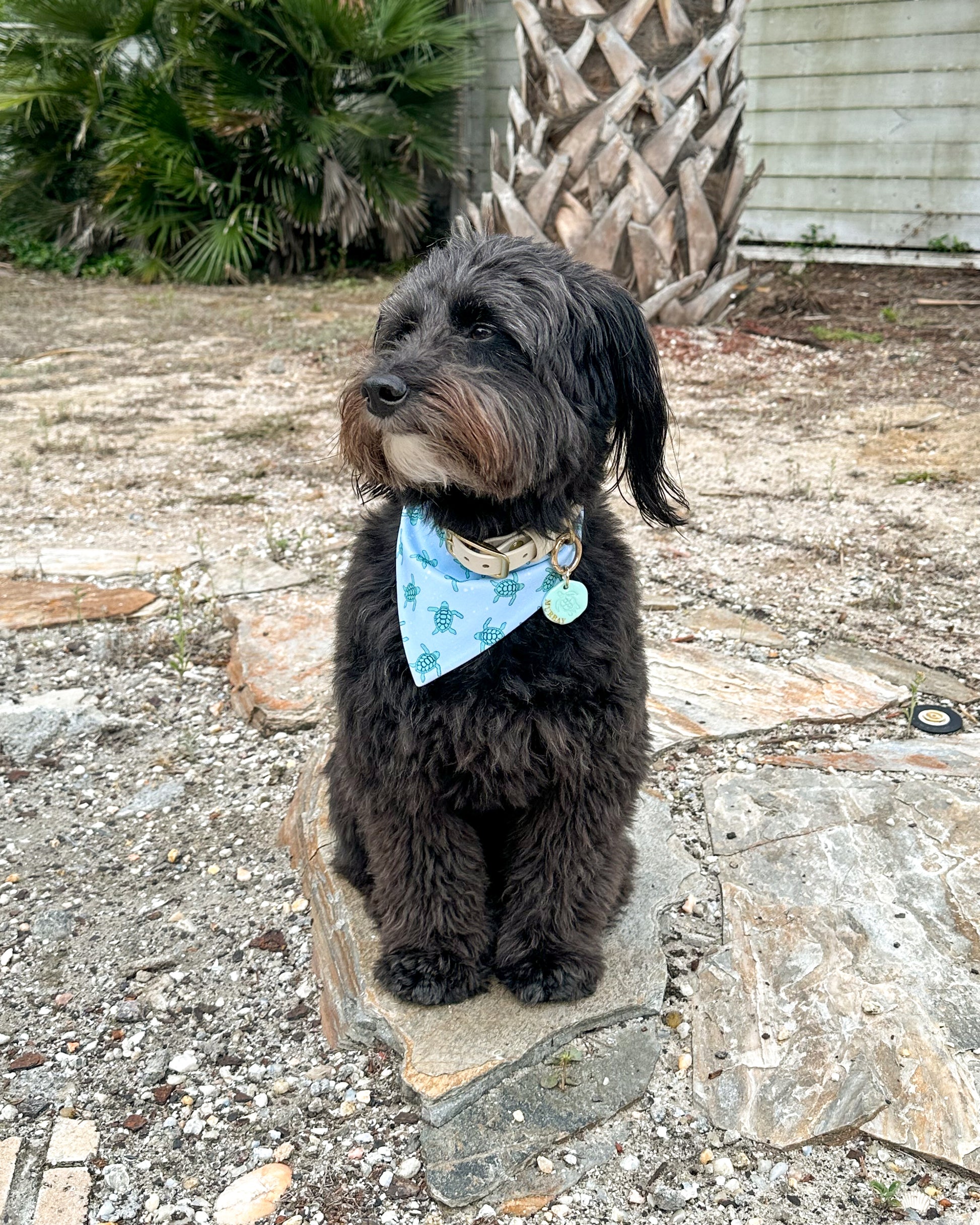 Black dog with a blue bandana sitting on a stone path outdoors.
