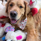 Lambie lover