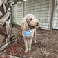 Dog wearing a blue bandana standing in a backyard with a wooden fence and tree trunks.