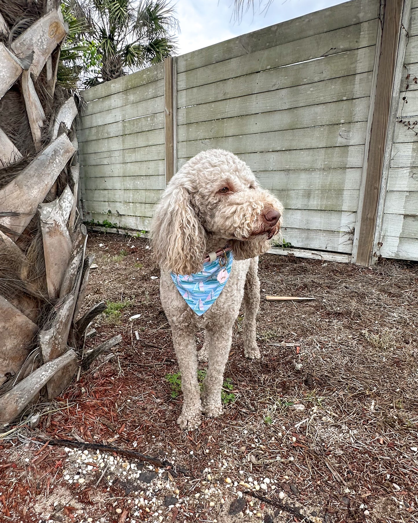 Dog wearing a blue bandana standing in a backyard with a wooden fence and tree trunks.