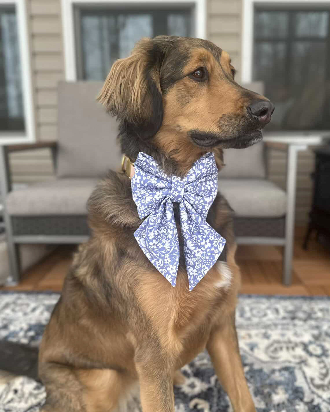 Everyday Essentials Collar Bows