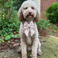 Summer Collar Bows