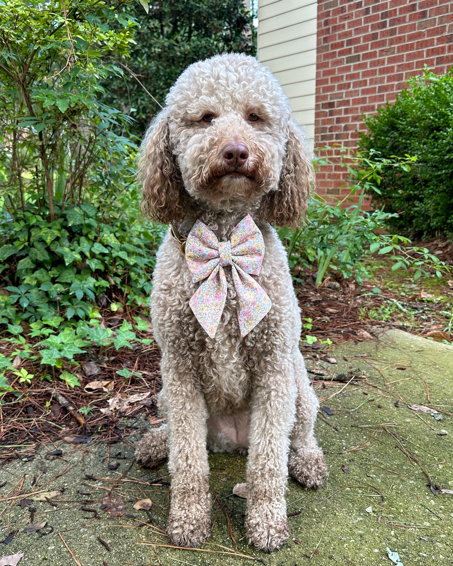Summer Collar Bows