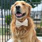 Summer Collar Bows